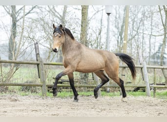 KWPN, Wallach, 5 Jahre, 167 cm, Buckskin