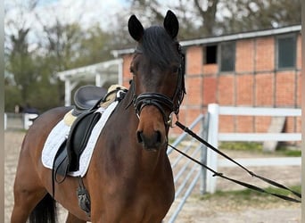 KWPN, Wallach, 5 Jahre, 167 cm, Dunkelbrauner