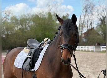 KWPN, Wallach, 5 Jahre, 167 cm, Dunkelbrauner
