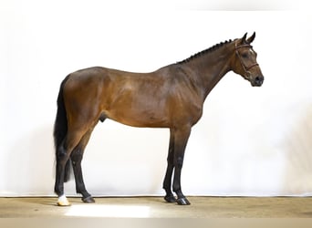 KWPN, Wallach, 5 Jahre, 167 cm, Dunkelbrauner