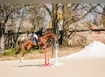 KWPN, Wallach, 5 Jahre, 167 cm, Fuchs