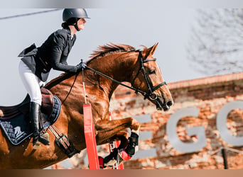 KWPN, Wallach, 5 Jahre, 167 cm, Fuchs