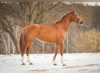 KWPN, Wallach, 5 Jahre, 167 cm, Fuchs