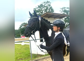KWPN, Wallach, 5 Jahre, 167 cm, Rappe