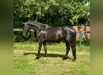 KWPN, Wallach, 5 Jahre, 167 cm, Rappe