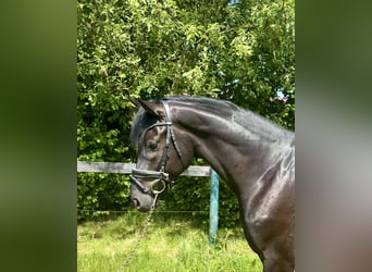 KWPN, Wallach, 5 Jahre, 167 cm, Rappe