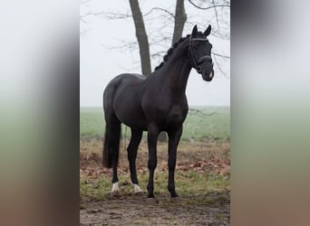 KWPN, Wallach, 5 Jahre, 167 cm, Rappe