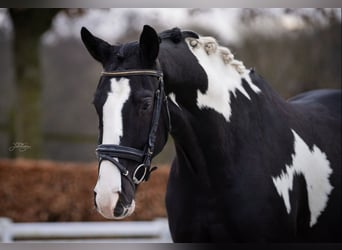 KWPN, Wallach, 5 Jahre, 167 cm, Schecke