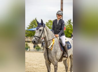 KWPN, Wallach, 5 Jahre, 167 cm, Schimmel