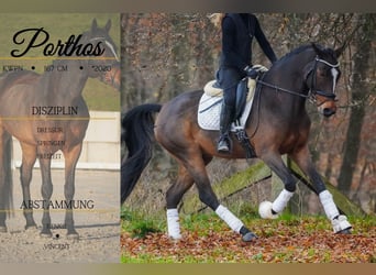 KWPN, Wallach, 5 Jahre, 167 cm, Schwarzbrauner