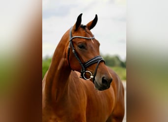 KWPN, Wallach, 5 Jahre, 168 cm, Brauner