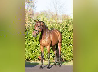 KWPN, Wallach, 5 Jahre, 168 cm, Brauner