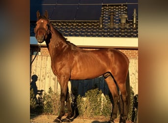 KWPN, Wallach, 5 Jahre, 168 cm, Brauner