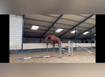 KWPN, Wallach, 5 Jahre, 168 cm, Brauner