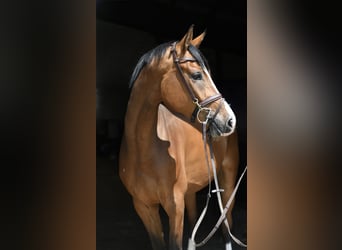 KWPN, Wallach, 5 Jahre, 168 cm, Brauner