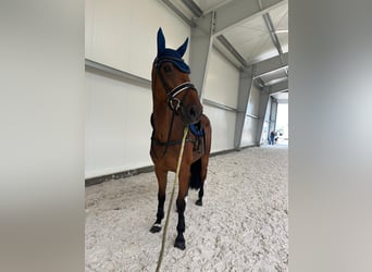KWPN, Wallach, 5 Jahre, 168 cm, Brauner