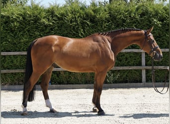 KWPN, Wallach, 5 Jahre, 168 cm, Brauner