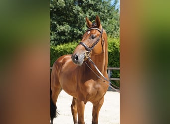 KWPN, Wallach, 5 Jahre, 168 cm, Brauner