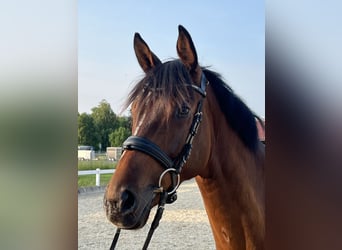 KWPN, Wallach, 5 Jahre, 168 cm, Brauner