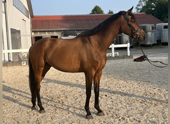 KWPN, Wallach, 5 Jahre, 168 cm, Brauner