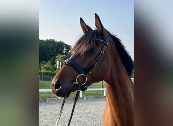 KWPN, Wallach, 5 Jahre, 168 cm, Brauner