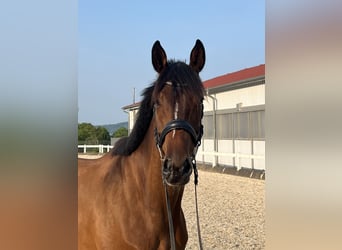 KWPN, Wallach, 5 Jahre, 168 cm, Brauner