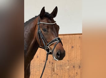 KWPN, Wallach, 5 Jahre, 168 cm, Dunkelbrauner