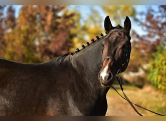 KWPN, Wallach, 5 Jahre, 168 cm, Dunkelbrauner KWPN, Wallach, 5 Jahre, 168 cm, Dunkelbrauner