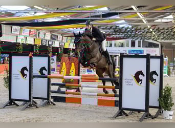 KWPN, Wallach, 5 Jahre, 168 cm, Dunkelbrauner