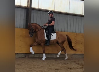 KWPN, Wallach, 5 Jahre, 168 cm, Fuchs