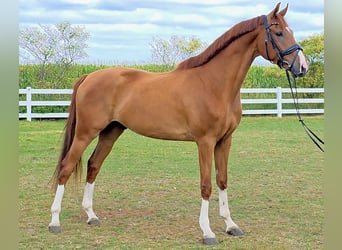 KWPN, Wallach, 5 Jahre, 168 cm, Fuchs