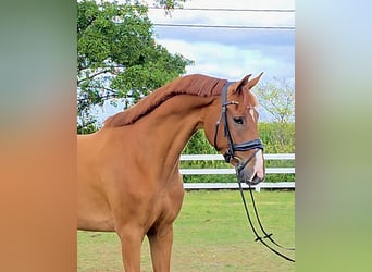 KWPN, Wallach, 5 Jahre, 168 cm, Fuchs