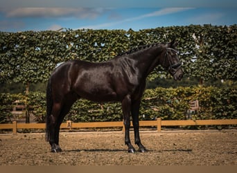 KWPN, Wallach, 5 Jahre, 168 cm, Rappe