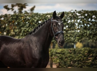 KWPN, Wallach, 5 Jahre, 168 cm, Rappe