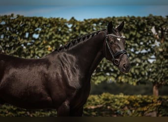 KWPN, Wallach, 5 Jahre, 168 cm, Rappe