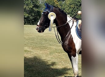 KWPN, Wallach, 5 Jahre, 168 cm, Schecke