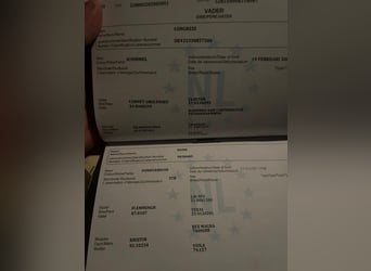 KWPN, Wallach, 5 Jahre, 168 cm, Schimmel