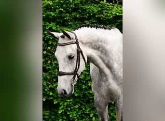 KWPN, Wallach, 5 Jahre, 168 cm
