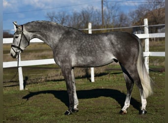 KWPN, Wallach, 5 Jahre, 168 cm