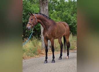 KWPN, Wallach, 5 Jahre, 169 cm, Brauner