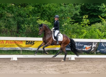 KWPN, Wallach, 5 Jahre, 169 cm, Brauner