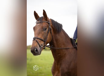 KWPN, Wallach, 5 Jahre, 169 cm, Dunkelfuchs