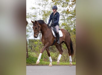 KWPN, Wallach, 5 Jahre, 169 cm, Dunkelfuchs