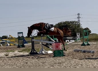 KWPN, Wallach, 5 Jahre, 169 cm, Fuchs