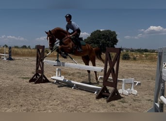 KWPN, Wallach, 5 Jahre, 169 cm, Fuchs