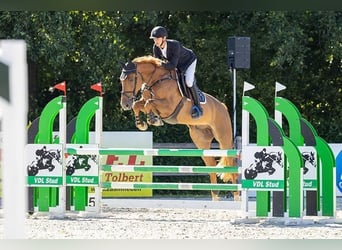 KWPN, Wallach, 5 Jahre, 169 cm, Fuchs