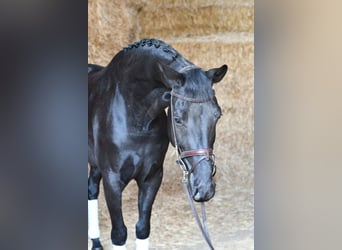KWPN, Wallach, 5 Jahre, 169 cm, Rappe