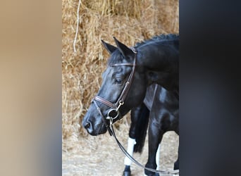 KWPN, Wallach, 5 Jahre, 169 cm, Rappe