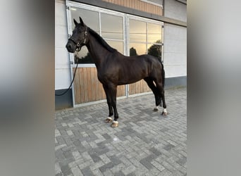 KWPN, Wallach, 5 Jahre, 169 cm, Rappe