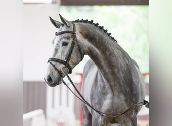 KWPN, Wallach, 5 Jahre, 169 cm, Schimmel